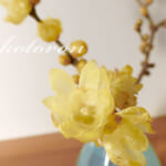 あけましておめでとうございます＆蝋梅の花