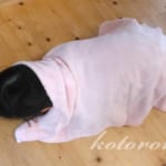 ずっと包まれていたい、ふわふわもこもこ