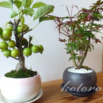 ミニ盆栽はおしゃれ可愛い♪