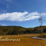 玉原高原ハイキング♪湿原の紅葉を堪能