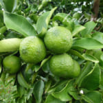 冬至だけじゃない、3シーズン毎日ゆず風呂♪