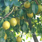 レモン果汁の保存方法＆ヘアオイル