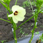 家庭菜園のおすすめNo1はオクラ