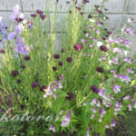 イングリッシュガーデン、半年間の変化