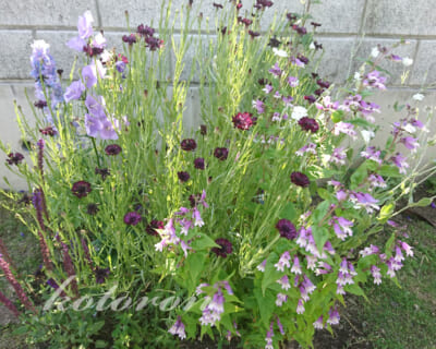 イングリッシュガーデン、半年間の変化