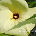 ハイビスカスローゼル開花！