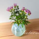 お盆用今年No.1の菊は「かんもも」＆寒菊植えました。