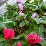 開花！真夏のガーデンシクラメン