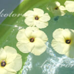 ハイビスカスを浮かべて、南国気分のお庭プール♪