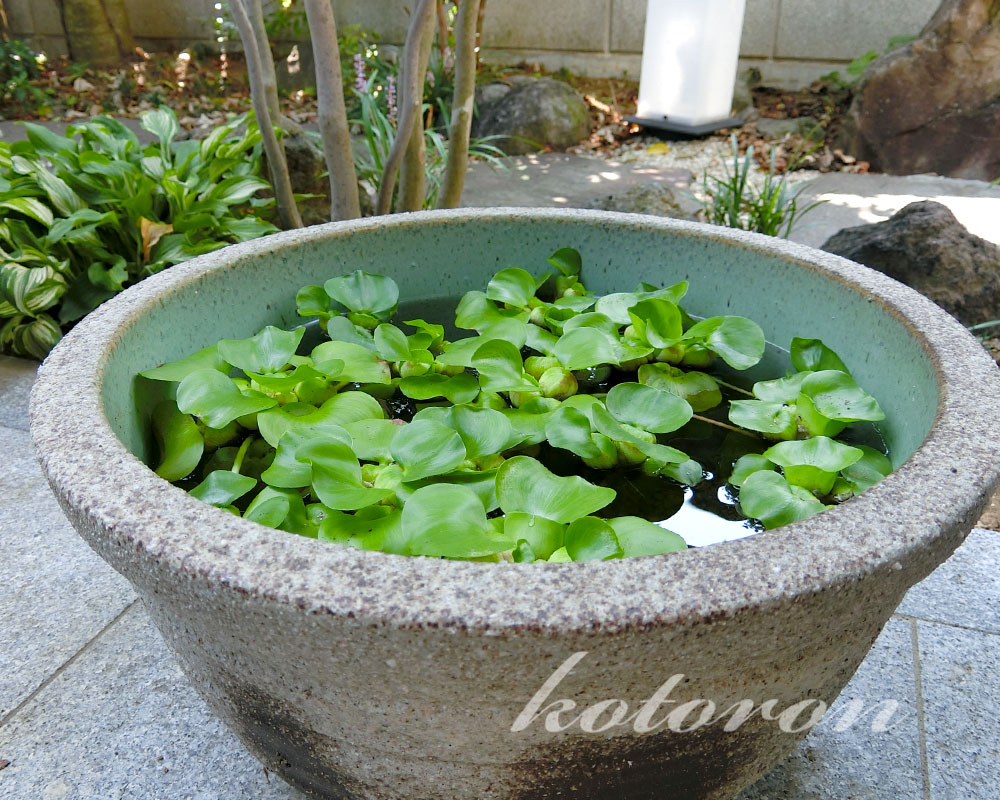 金魚鉢の水がいつも透明 その秘訣は Kotoron Comfortable Life 心地よい暮らしのために