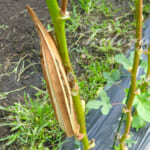 オクラの種を収穫しました。