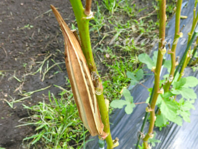 オクラの種を収穫しました。