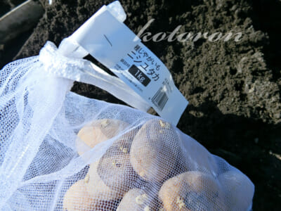 秋じゃがいもニシユタカを植えました