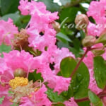 8月に切り戻したサルスベリが開花しました