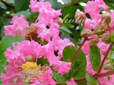 8月に切り戻したサルスベリが開花しました