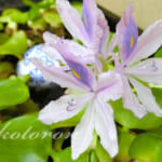 ついに、ホテイアオイ開花!その時の環境は…