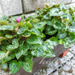 シクラメンプランターを分割