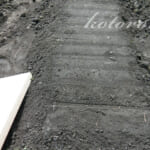 玉ねぎの種を植えました。私の方法。