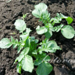 ジャガイモの「芽かき」と「土寄せ」をしました。