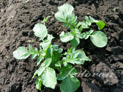 ジャガイモの「芽かき」と「土寄せ」をしました。