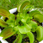 ハエトリソウはコバエホイホイになれるか？