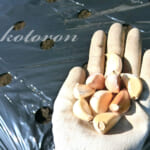 穴あきマルチにニンニクを植えました