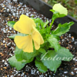 冬に向けてパンジーを植えました