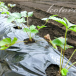 苺(とちおとめ)を本気で育てる!