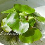 ホテイアオイの冬越し準備