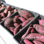 さつまいもを収穫しました