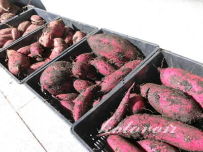 さつまいもを収穫しました