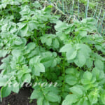 秋じゃがいもの土寄せ(2回目)