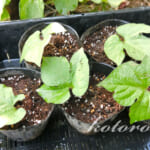 琉球朝顔を増やす