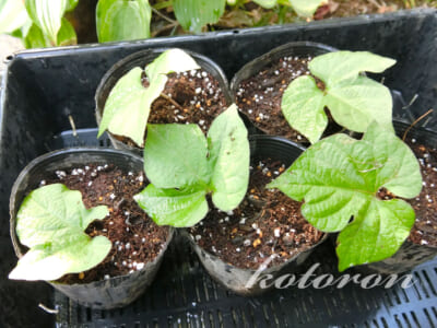 琉球朝顔を増やす