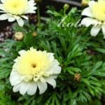 ボンザマーガレット植えました