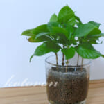 伸びすぎたハイドロカルチャーを元に戻す