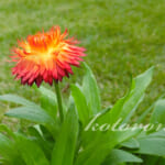 「コロロ」ブラッドオレンンジを植えました