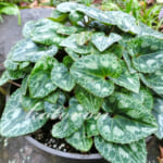 シクラメンに子供ができました！？