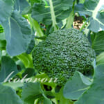 家庭菜園ブロッコリーは大きくなる前に収穫すべし