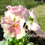 パンジー「ももこ」を植えました