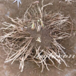 4年目のアスパラを移植しました