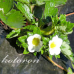 秋なのに苺(とちおとめ)の花が咲きました&鳥対策