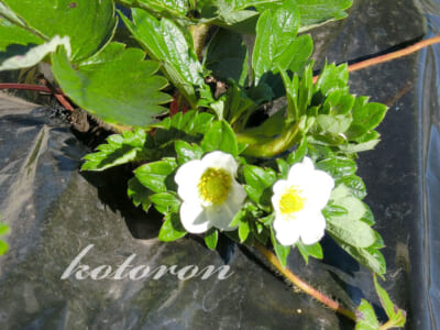 秋なのに苺(とちおとめ)の花が咲きました&鳥対策