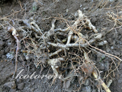 ミョウガの移植準備。掘り起こし