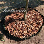 ミョウガの移植。花壇みたいな菜園に