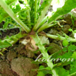 現在の家庭菜園の様子(2020年11月)