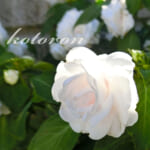 現在の庭のお花たち(2020年11月)