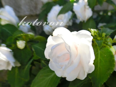 現在の庭のお花たち(2020年11月)