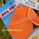 みかん「不知火(デコポン)」を植えました