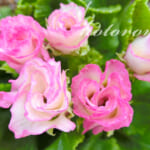 バラ咲きジュリアンを植えました